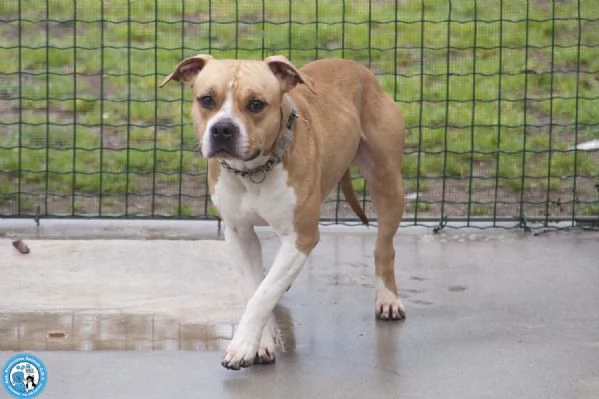 Tuono: un gentilcane in abito da bullo | Foto 2