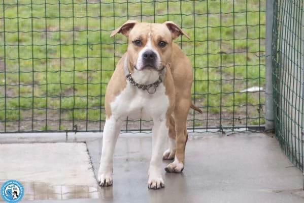 Tuono: un gentilcane in abito da bullo | Foto 1