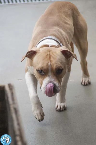 Tuono: un gentilcane in abito da bullo | Foto 0