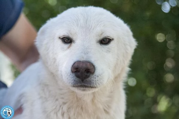 Attenzione! 6 Trudy, alto tasso di morbidezza in rifugio… | Foto 3