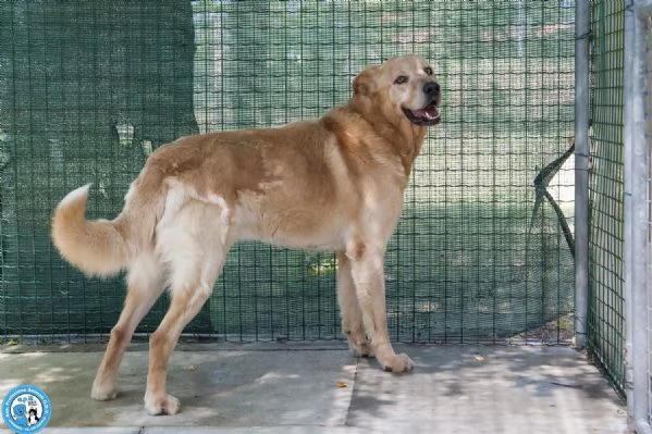 Artu’: il gigante buono che aspetta il suo regno | Foto 2