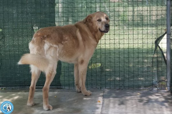 Artu’: il gigante buono che aspetta il suo regno | Foto 1