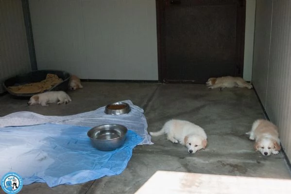5 sfumature di miele: la banda dei cuccioli vi aspetta…
