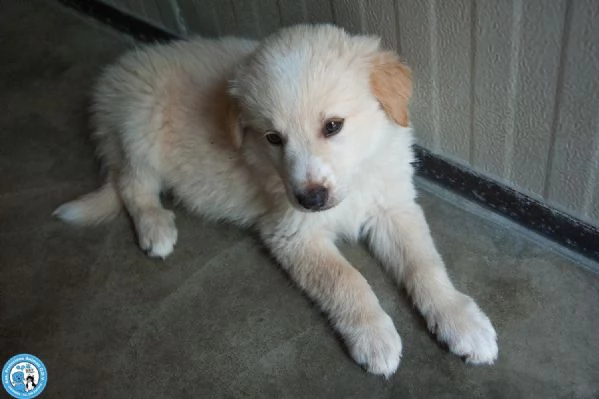 5 sfumature di miele: la banda dei cuccioli vi aspetta… | Foto 4