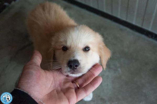 5 sfumature di miele: la banda dei cuccioli vi aspetta… | Foto 3