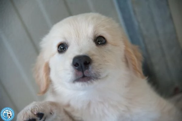 5 sfumature di miele: la banda dei cuccioli vi aspetta… | Foto 2