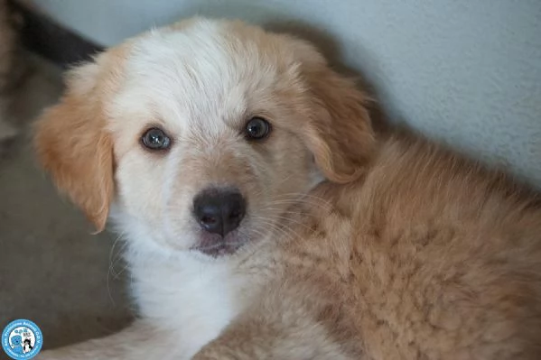 5 sfumature di miele: la banda dei cuccioli vi aspetta… | Foto 1