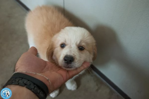 5 sfumature di miele: la banda dei cuccioli vi aspetta… | Foto 0