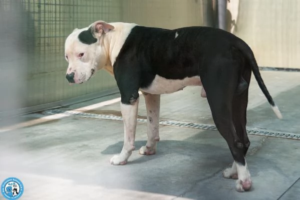 Bucefalo: un cuore fiero da ricostruire, un biscottino alla volta… | Foto 3