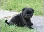  cuccioletto di carlino 