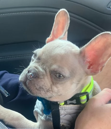  vendita bull dog cuccioli di altissima genealogia vaccinati