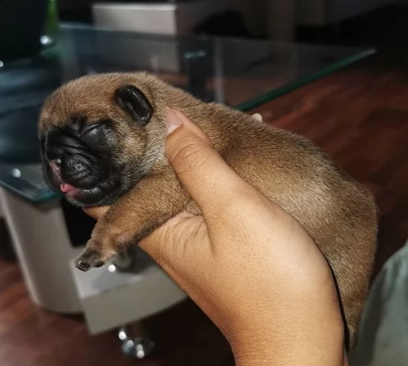 regalo cuccioli di bull dog !!! | Foto 0