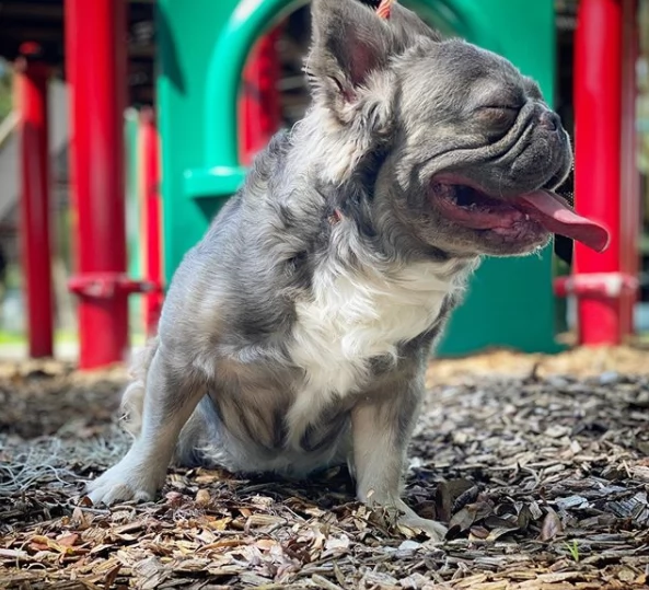 regalo cuccioli di bull dog !!!