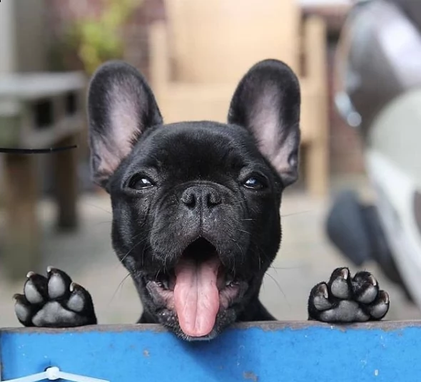 splendidi cuccioli di bull dog per regalo