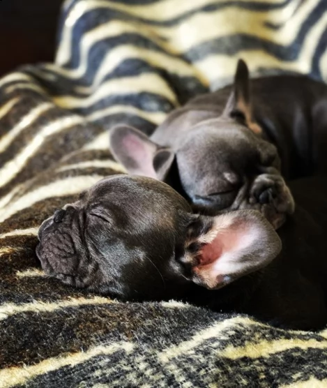 cucciolo di bulldog di razza per regalo | Foto 0