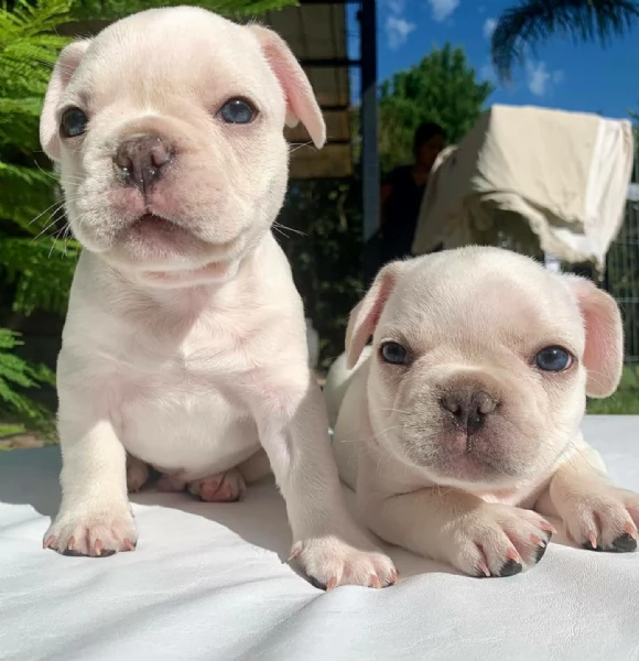 prendili ora, bulldog francese