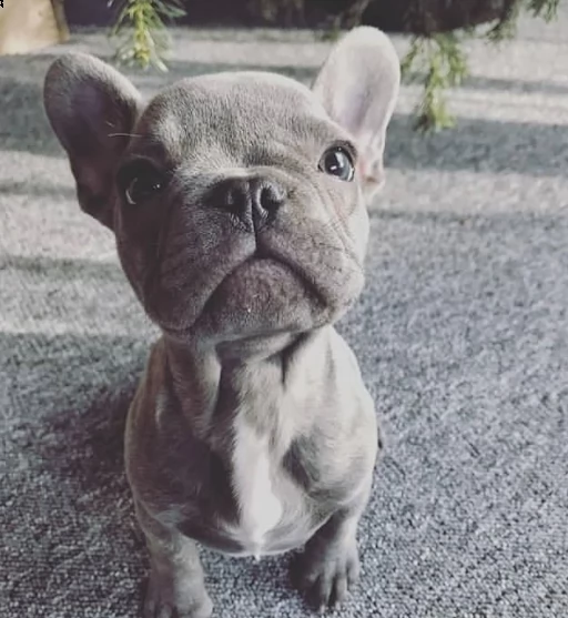 regalo bulldog cuccioli con pedigree | Foto 0