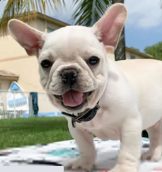 regalo bulldog cuccioli | Foto 0