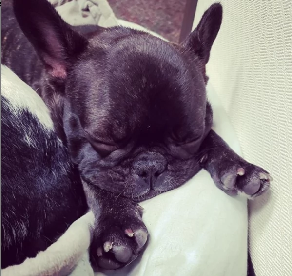 bellissimo cucciolo di bulldog per regalo | Foto 0