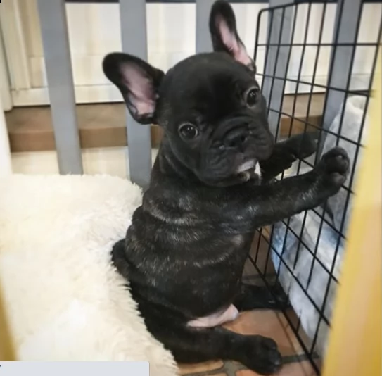 cucciolo di bulldog di razza per regalo