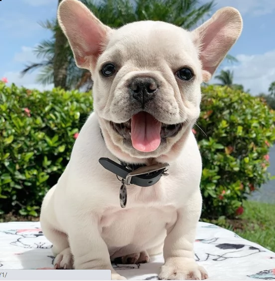 cucciolo bulldog addestrato a casa per regalo