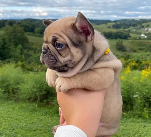cucciolo di bulldog di 2 mesi per regalo
