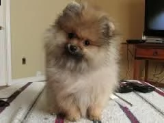 adorabile cucciolo pomeranian per regalo