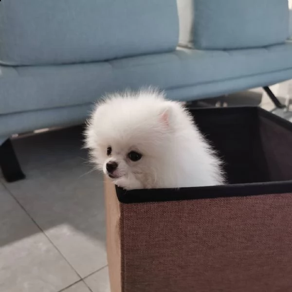cuccioli di pomerania spitz