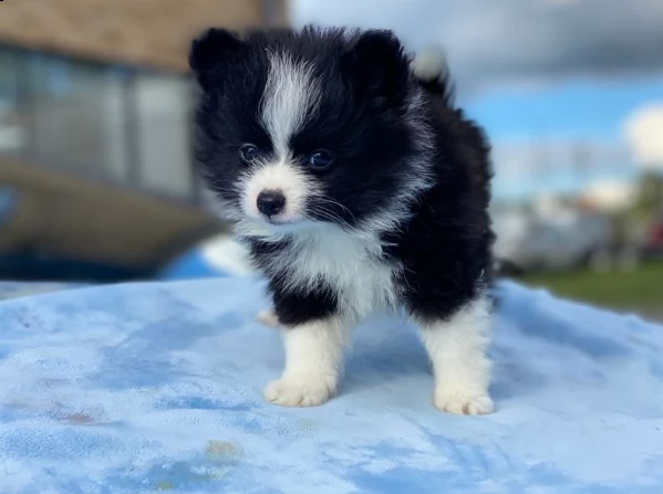 <cucciolo pomeranian per adozione gratuita/