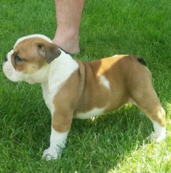 bellissimo cucciolo di bulldog inglese in cerca di una nuova casa