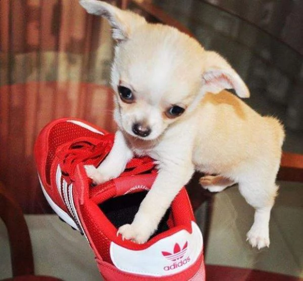cucciolini chihuahua mini