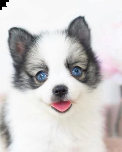 cuccioli di pomerania p