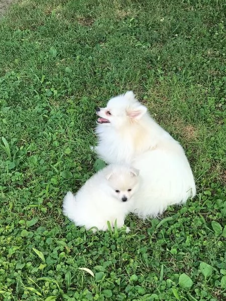cuccioli di spits di pomerania | Foto 1