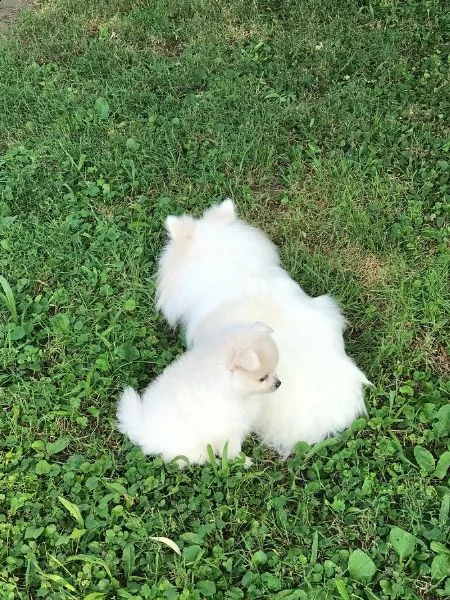 cuccioli di spits di pomerania | Foto 0