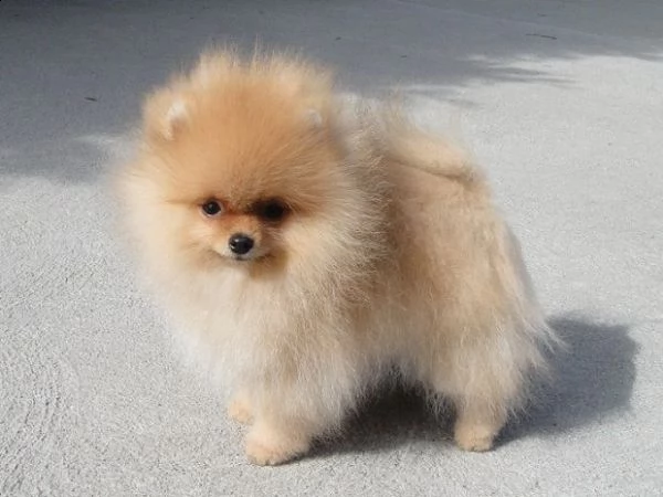 cucciolo pomeranian per adozione gratuita>>