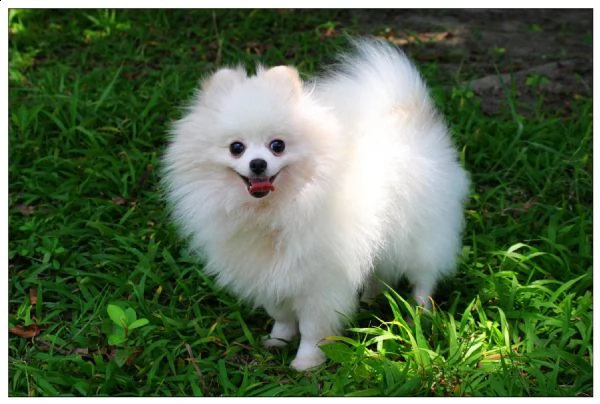 <<regalo cuccioli di volpinio della pomerania>>