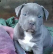splendidi cuccioli di pitbull disponibili