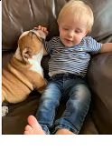 disponibili splendidi cuccioli di bulldog inglese