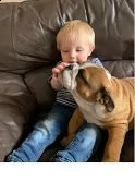 cuccioli di bulldog inglese registrati