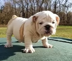 bulldog inglesi per il reinserimento