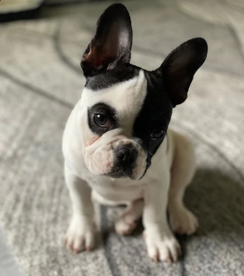 regalo bulldog cuccioli con pedigree | Foto 0