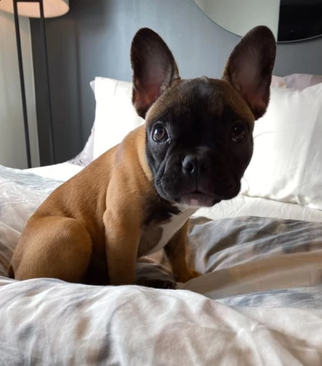 cucciolo di bulldog per regalo