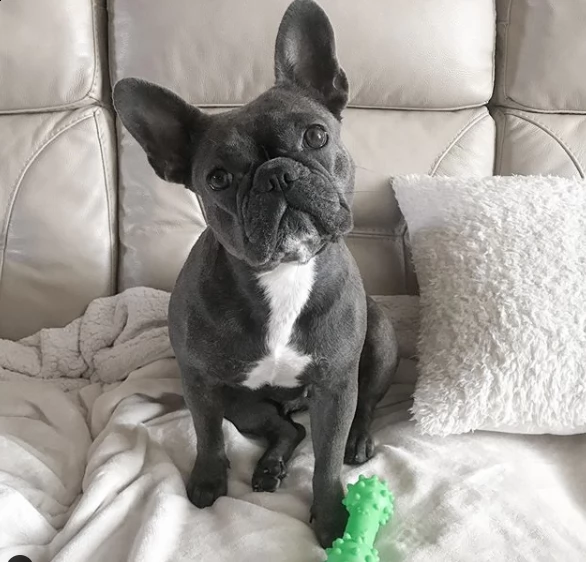 bellissimo cucciolo di billdog per regalo | Foto 0