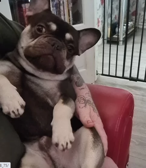 cucciolo di bulldog di 2 mesi per regalo | Foto 0