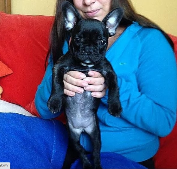 ,,,cucciolo di bulldog di 2 mesi per regalo,,,