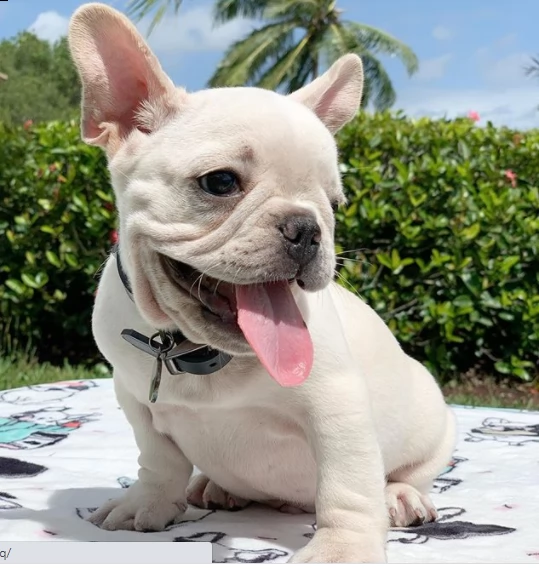 ,,,cucciolo di bulldog di 2 mesi per regalo,,, | Foto 0