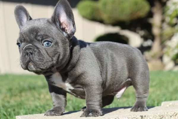  vendo cucciolotti di bouledogue francese, 90 giorni  | Foto 1