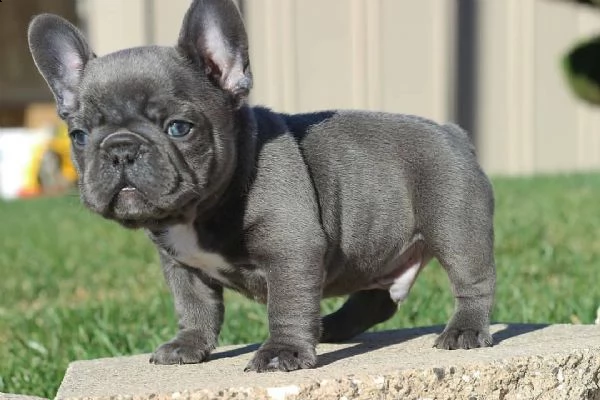  vendo cucciolotti di bouledogue francese, 90 giorni  | Foto 0