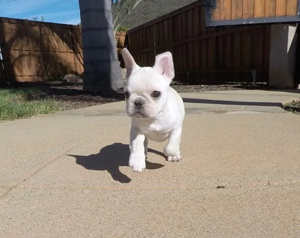 vendo cucciolotti di bouledogue francese, 90 giorni 