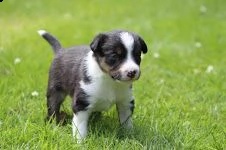 cuccioli di border collie femminucce e maschietti disponibili per l'adozione gratuita 